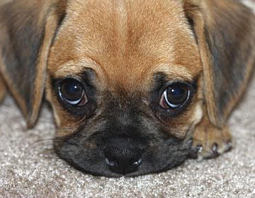 Puggle Backgrounds